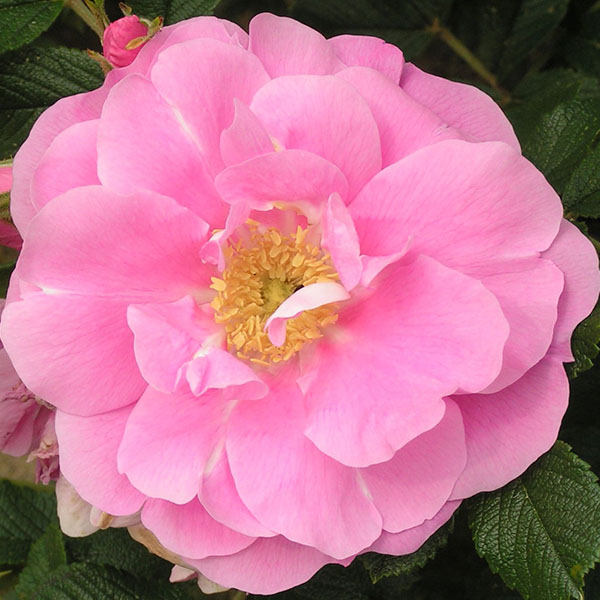 Jens Monk - Pink Rugosa Rose