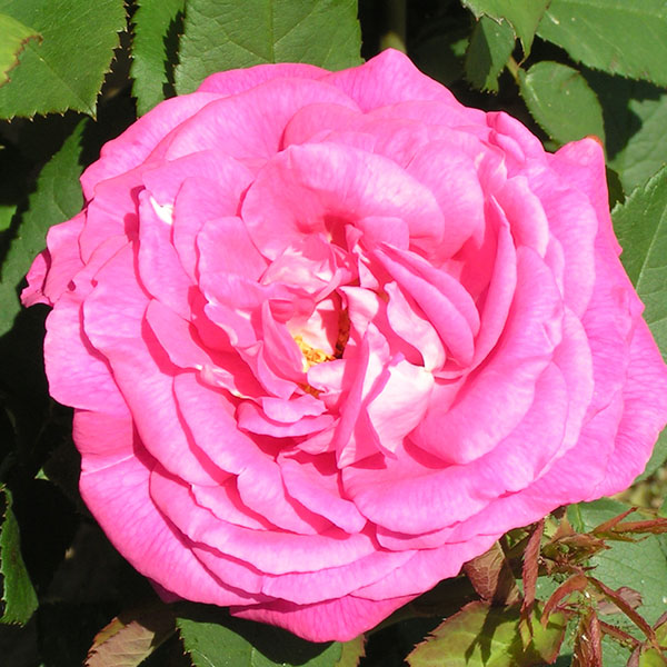 John Hopper - Pink Hybrid Perpetual Rose