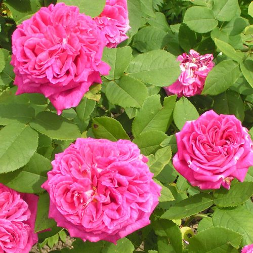 John Hopper - Pink Hybrid Perpetual Rose
