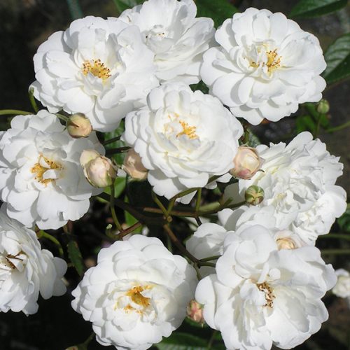 Katharina Zeimet - White Polyantha Rose
