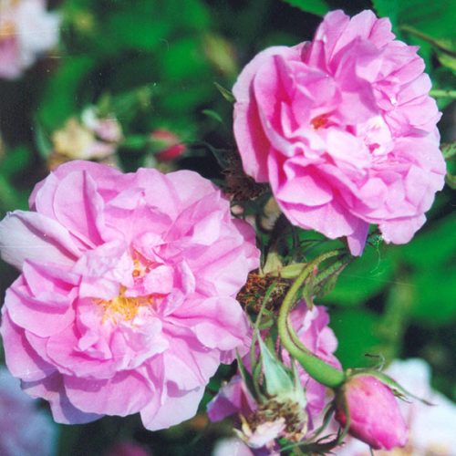 Kazanlik - Pink Damask Rose
