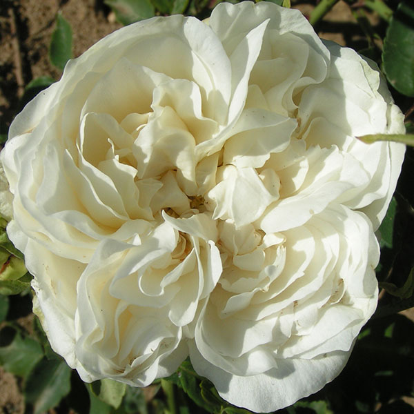 Kronprinzessen Viktoria - White Bourbon Rose