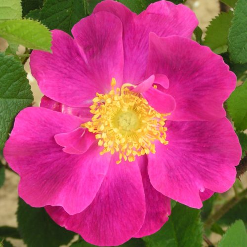 La Belle Sultane - Gallica Rose