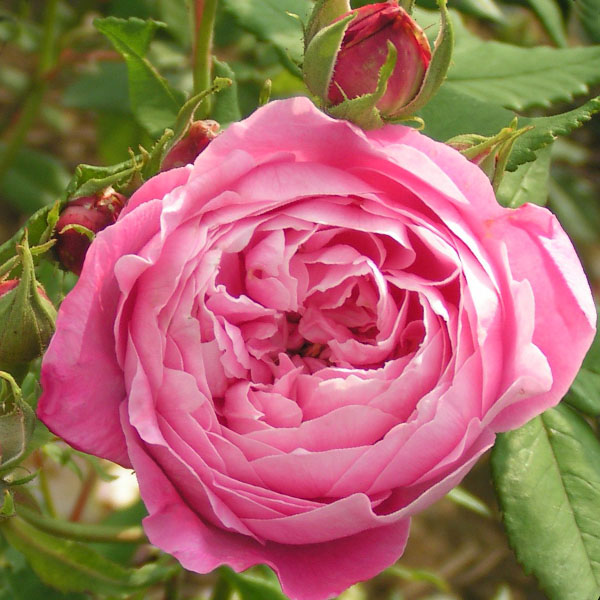 La Reine Victoria - Pink Bourbon Rose