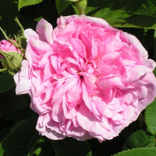 La Ville de Bruxelles - Damask Rose