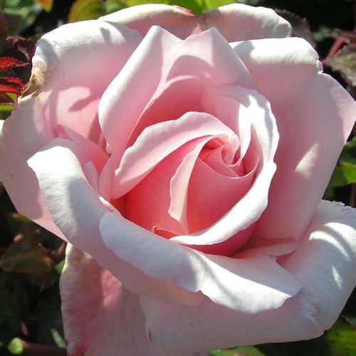 Lady Mary Fitzwilliam - Pink Rose