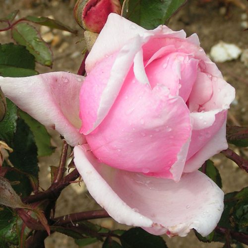 Lady Mary Fitzwilliam - Pink Rose