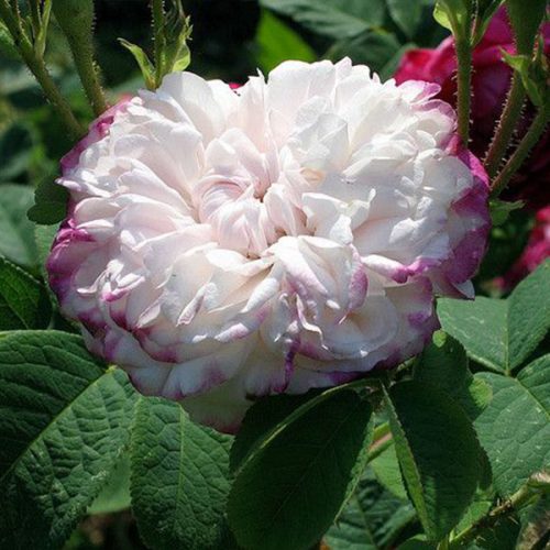 Leda - Striped Damask Rose