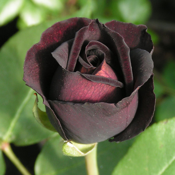 Louis XIV - Black China Rose
