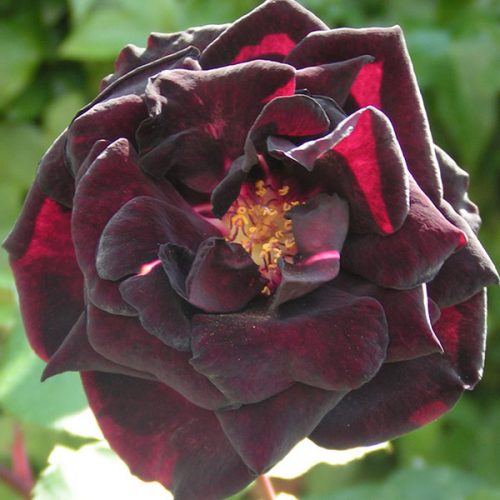 Louis XIV - Black China Rose
