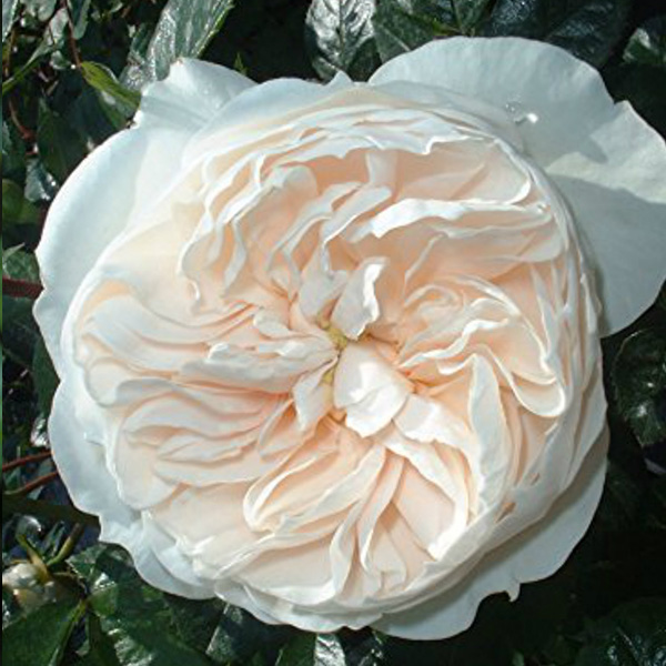 Macmillan Nurse - White Shrub Rose