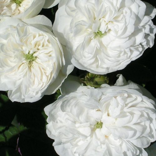Mme. Hardy - White Damask Rose
