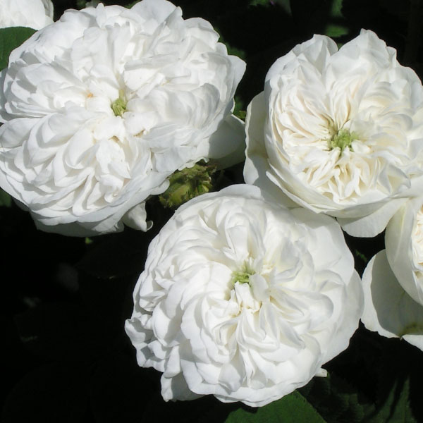 Mme. Hardy - White Damask Rose