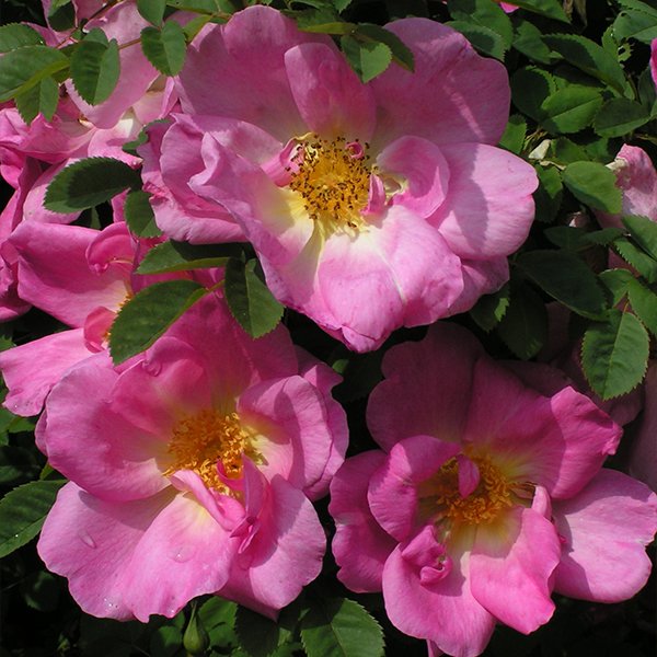 Margueritte Hilling, a beautiful pink single rose