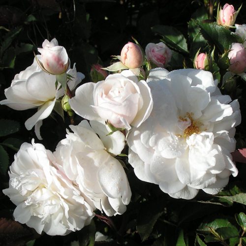 Marie Pavie - White Polyantha Rose