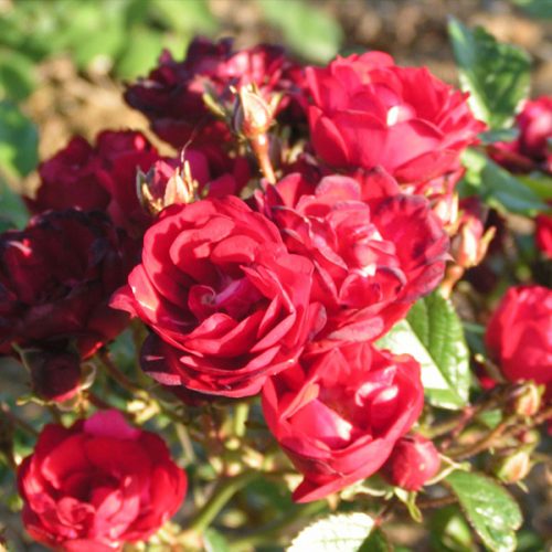 Miss Edith Cavell - Red Polyantha Rose