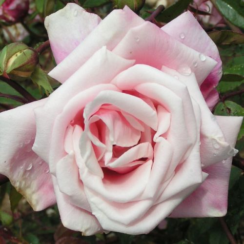 Mme Antoine Mari - Pink Rose
