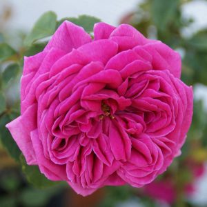 Mme Isaac Perreire - Bourbon Rose
