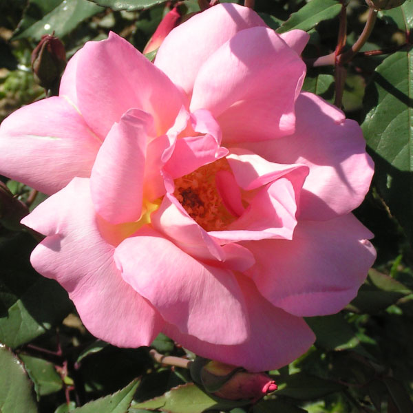 Mme Laurette Messimy - Pink china Rose