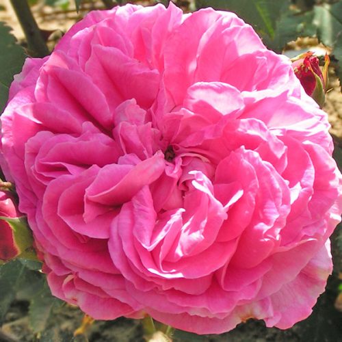 Mme Lauriol de Barny - Pink Bourbon Rose
