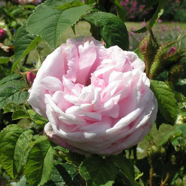 Mme Louis Leveque - Pink Moss Rose