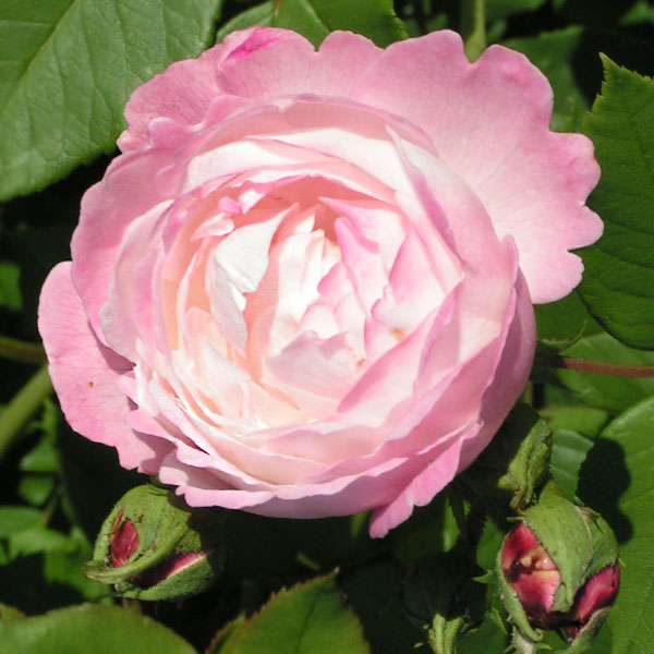 Mme. Pierre Oger - Pink Bourbon Rose