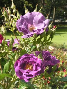 Rhapsody In Blue - Modern Shrub Rose