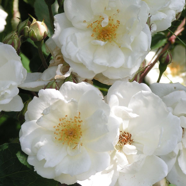 Moonlight - White Hybrid Musk Rose