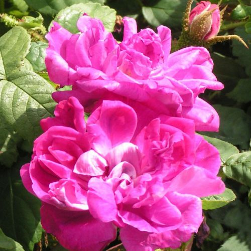 Moussu du Japon - Pink Moss Rose