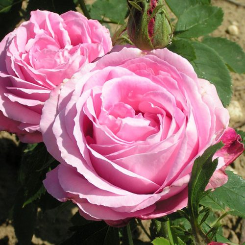 Mrs John Laing - Pink Hybrid Perpetual Rose