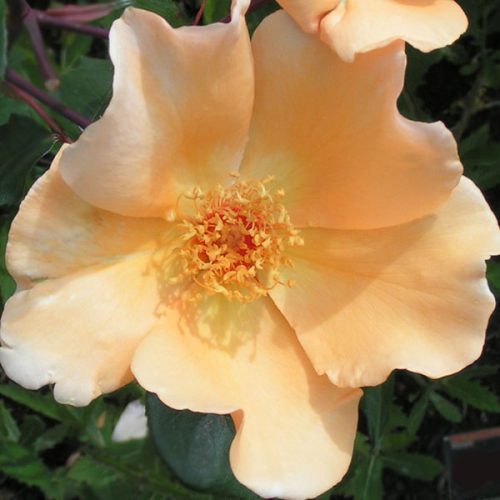 Mrs Oakley Fisher - Orange Tea/Hybrid Tea Rose