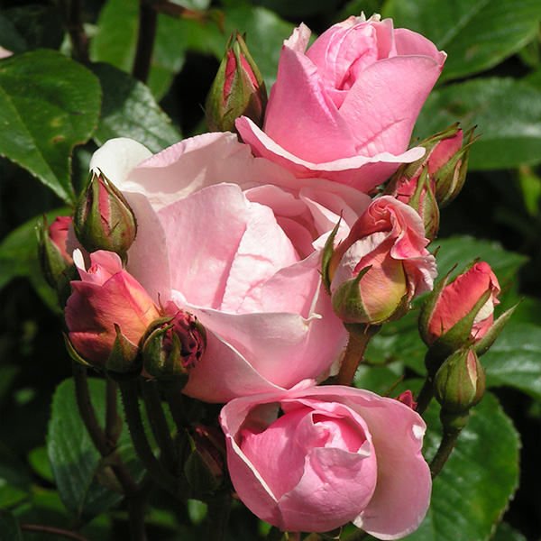 Natalie Nypels - Pink Shrub Rose