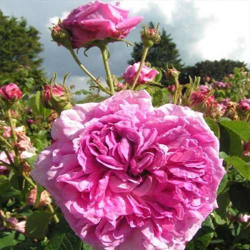 Nestor - Pink Gallica Rose