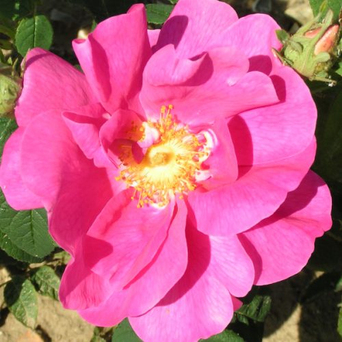 Officinalis - Gallica Rose