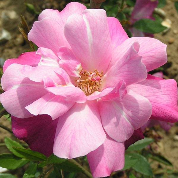 Old Blush - Pink China Rose