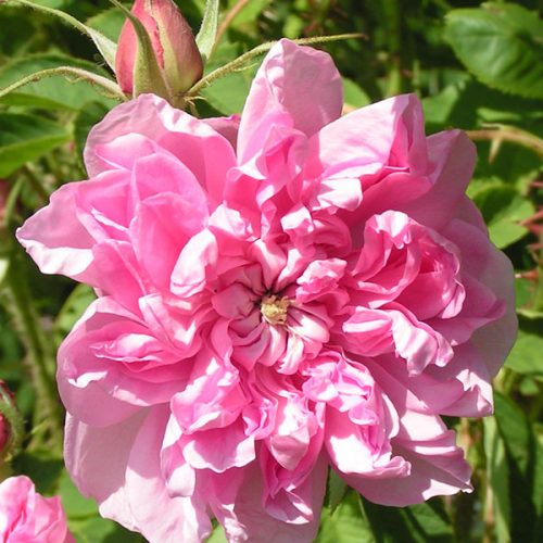 Omar Khayyam - Pink Damask Rose