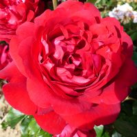Trish / One in a Million - Red Renaissance Rose