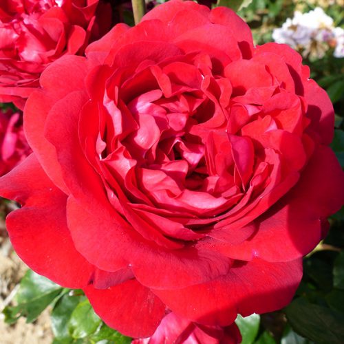 Trish / One in a Million - Red Renaissance Rose
