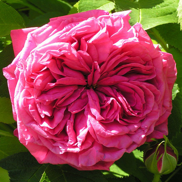 Paul Ricault - Hybrid Perpetual Rose