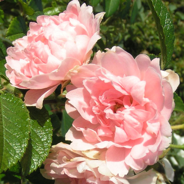 Peach Grootendorst -Rugosa Rose