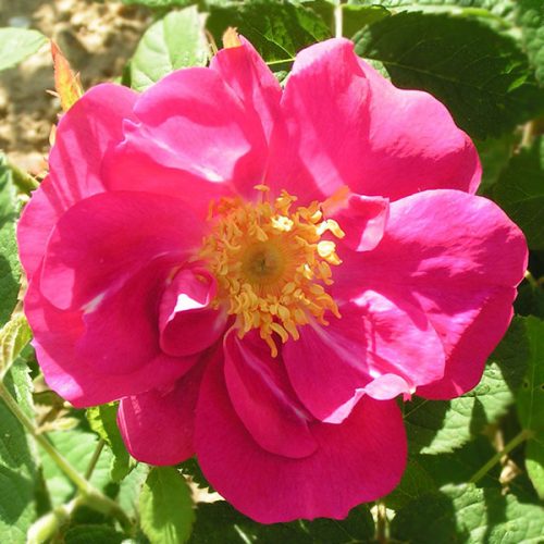 Portland Rose - Damask Rose