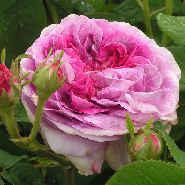 President de Seze - Pink Gallica Rose