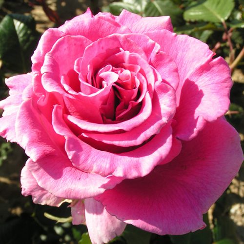 Princess Alexandra - Pink Renaissance Rose