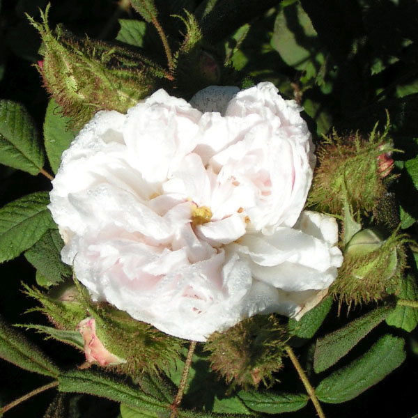 Quatre Saisons Blanc Mousseux - White Moss Rose