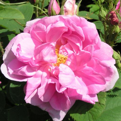 Quatre Saisons - Pink Damask Rose