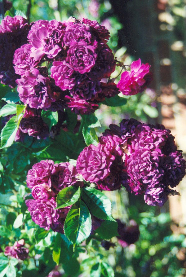 A beautiful rambling purple rose called Bleu Magenta.