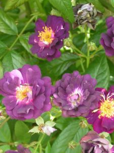 Violette - Rambling Rose