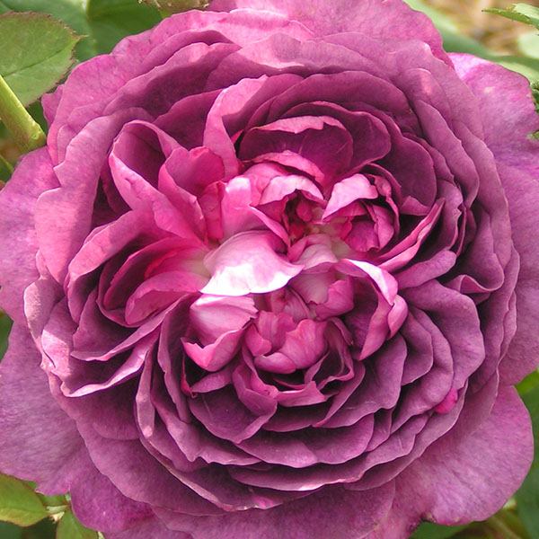 Reine des Violettes - Purple Hybrid Perpetual Rose
