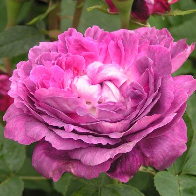 Reine des Violettes - Trevor White Roses