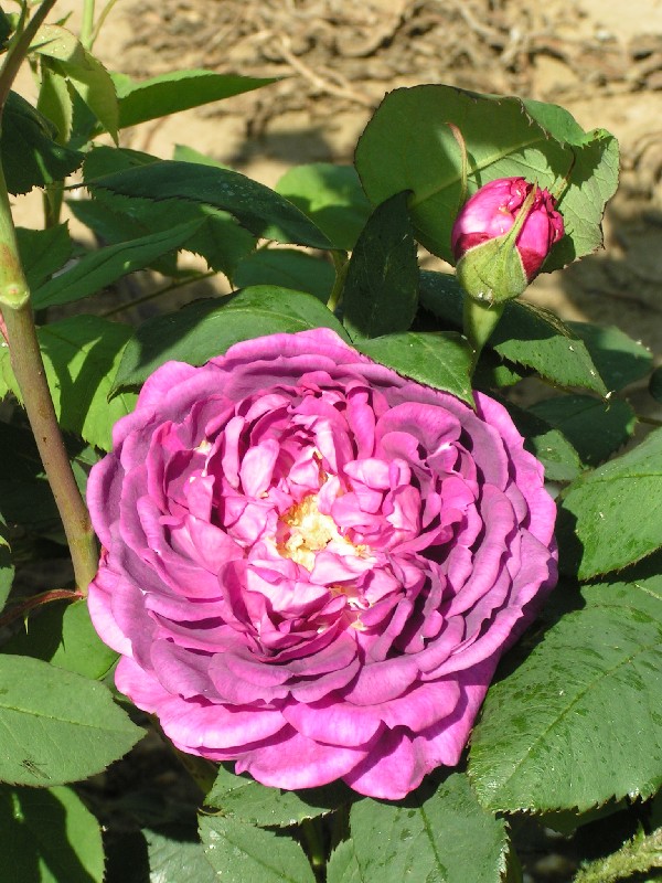 Violet Blue Roses Blue Roses - Trevor White Roses